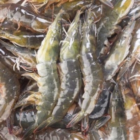 Tôm thẻ sống, nuôi an toàn size 40-50 con/kg