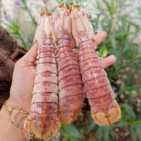 Tôm tít (bề bề) tươi sống giá tốt size 10-12 con/kg