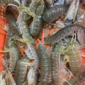 Tôm tít (bề bề) đông lạnh nguyên con size 6-8 con/kg
