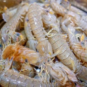 Tôm tít (bề bề) tươi sống giá tốt size 8-10 con/kg