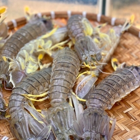 Tôm tít (bề bề) sống, mới đánh bắt size 4-5 con/kg