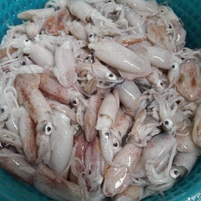 Mực sim đông lạnh