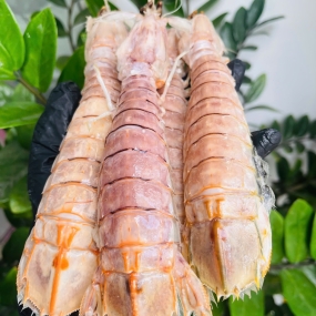 Tôm tít (bề bề) đông lạnh nguyên con size 10-12 con/kg