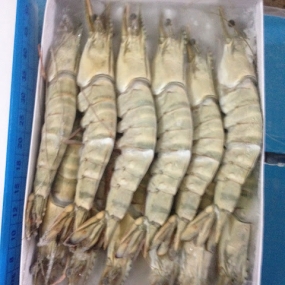 Tôm sú thiên nhiên nguyên con đông lạnh size 15-20 con/kg